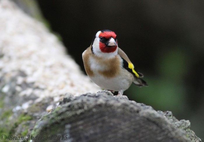 Goldfinch