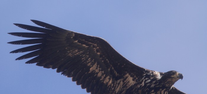 White-tailed Eagle