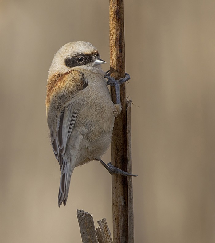 Penduline Tit