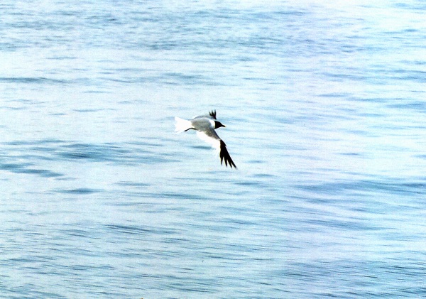 Sabine's Gull