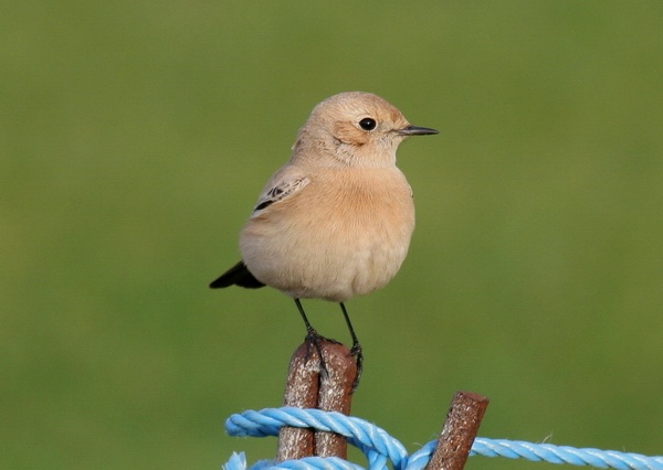 Desert Wheatear