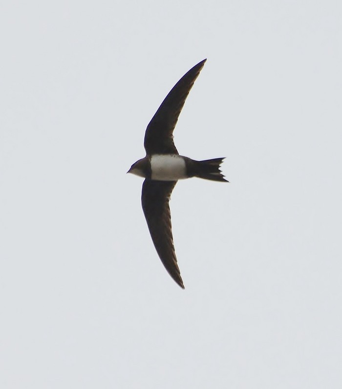 Alpine Swift