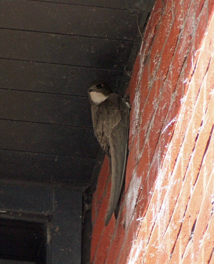 Alpine Swift