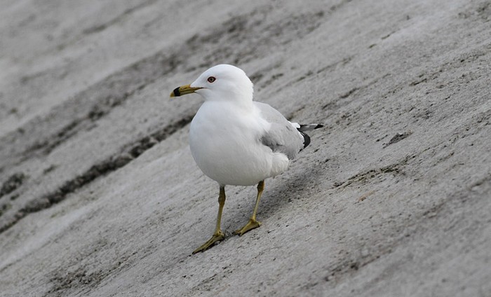 Ring-billed Gull