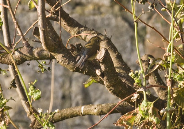Red-flanked Bluetail