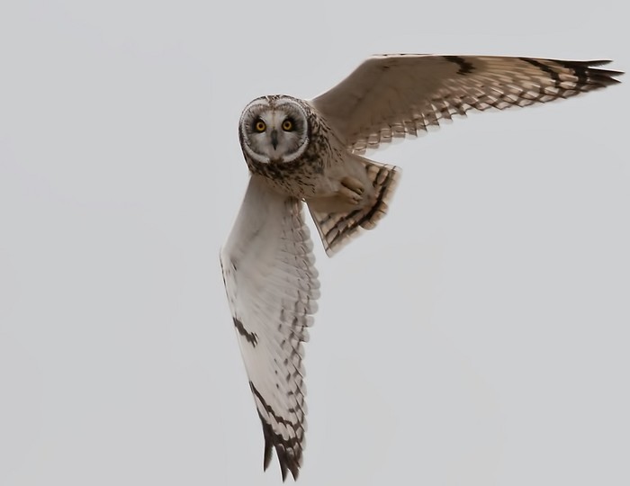 Short-eared Owl
