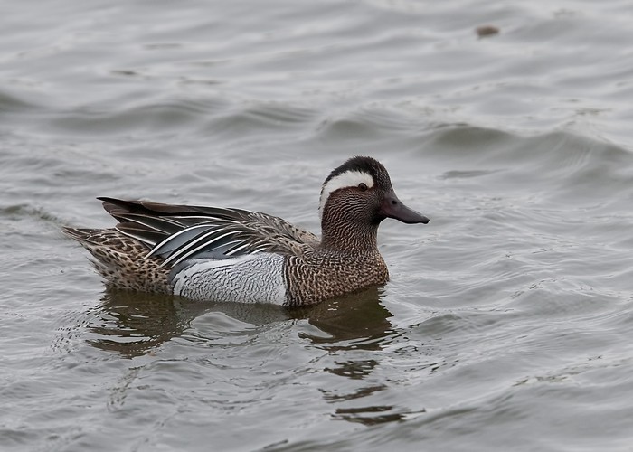 Garganey