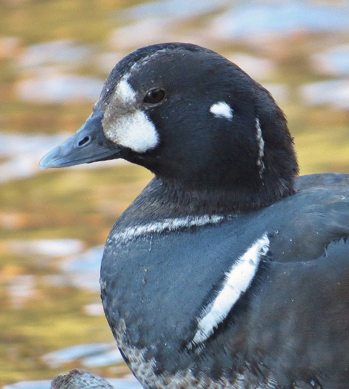 Harlequin Duck