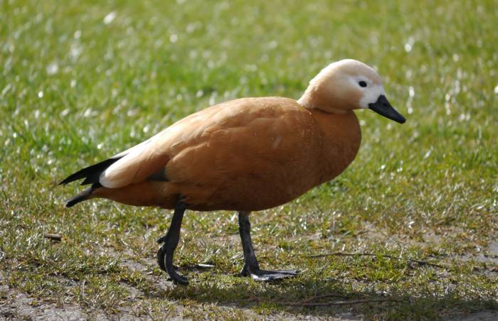 Ruddy Shelduck