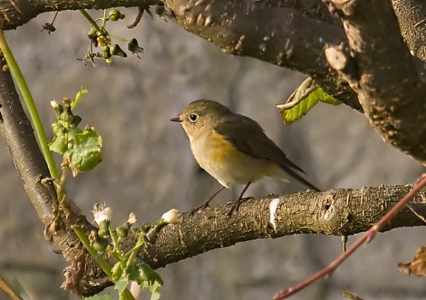 Red-flanked Bluetail