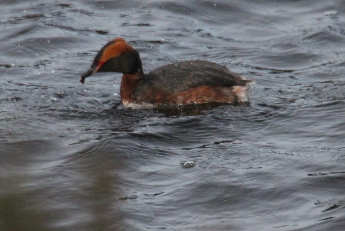 Slavonian Grebe