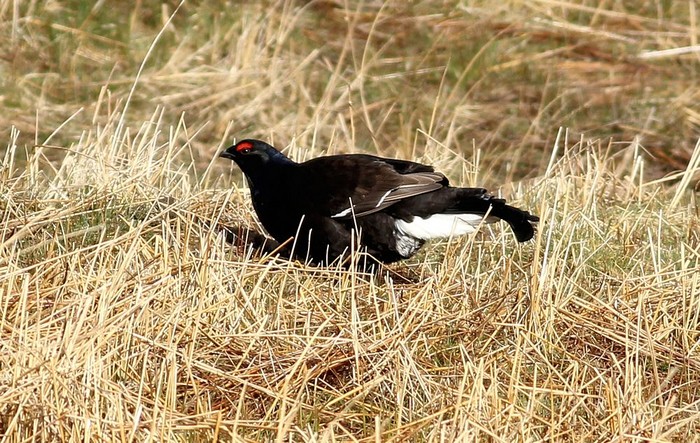 Black Grouse