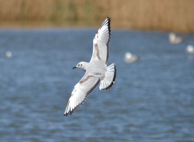 Bonaparte's Gull