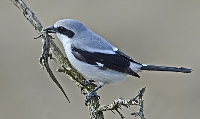 Great Grey Shrike