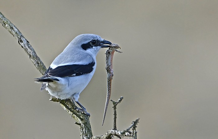 Great Grey Shrike