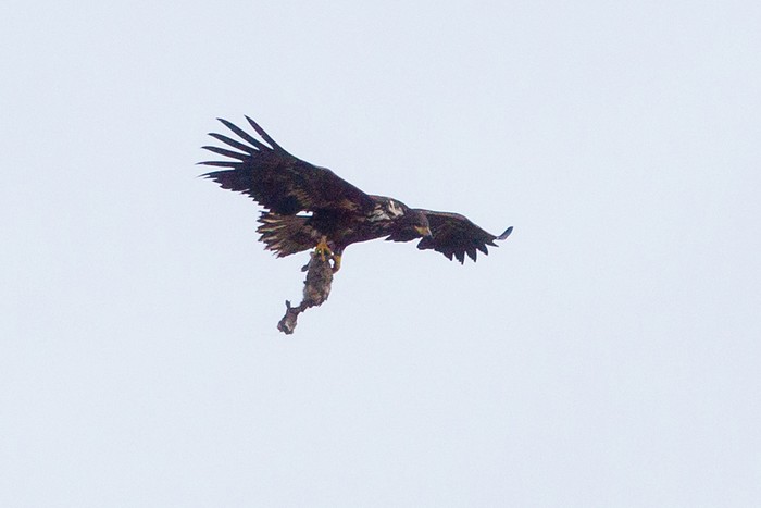 White-tailed Eagle