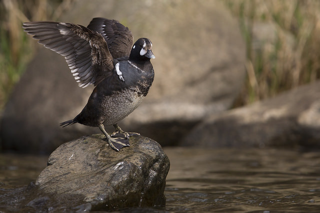 Harlequin Duck