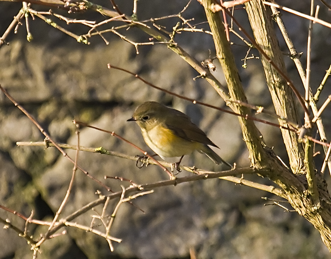 Red-flanked Bluetail