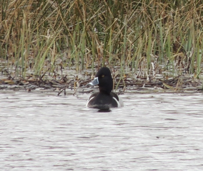 Ring-necked Duck