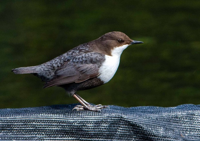 Black-bellied Dipper