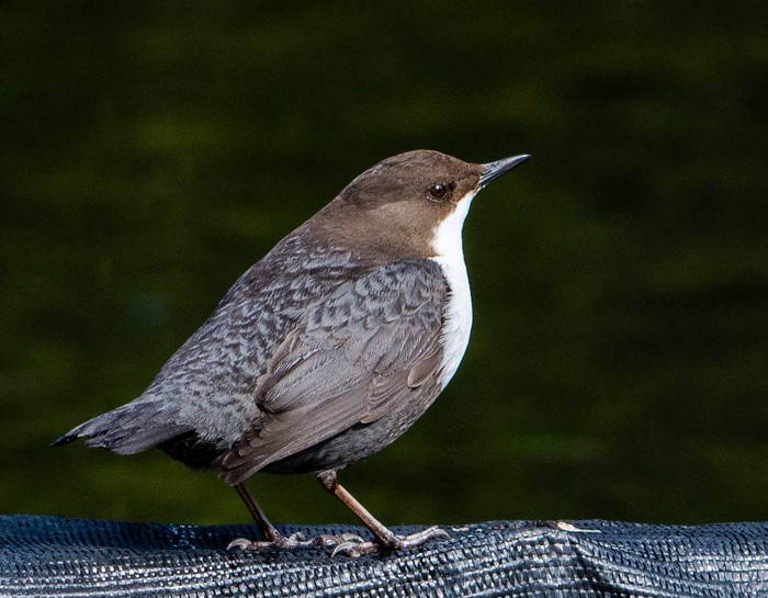 Black-bellied Dipper