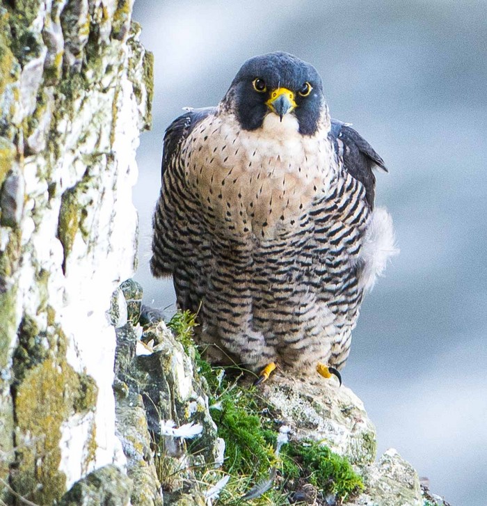 Peregrine