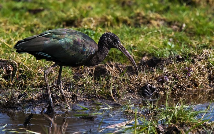 Glossy Ibis