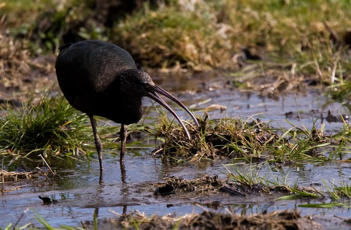 Glossy Ibis