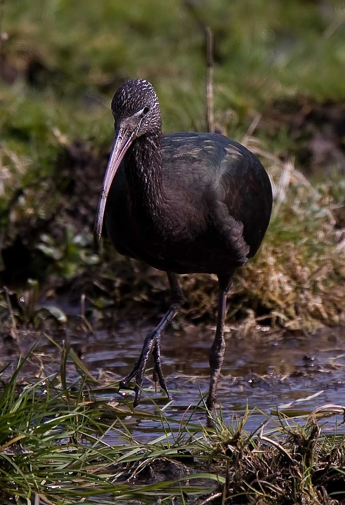 Glossy Ibis