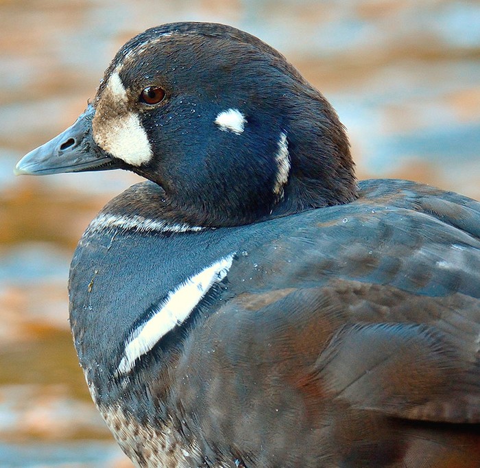 Harlequin Duck