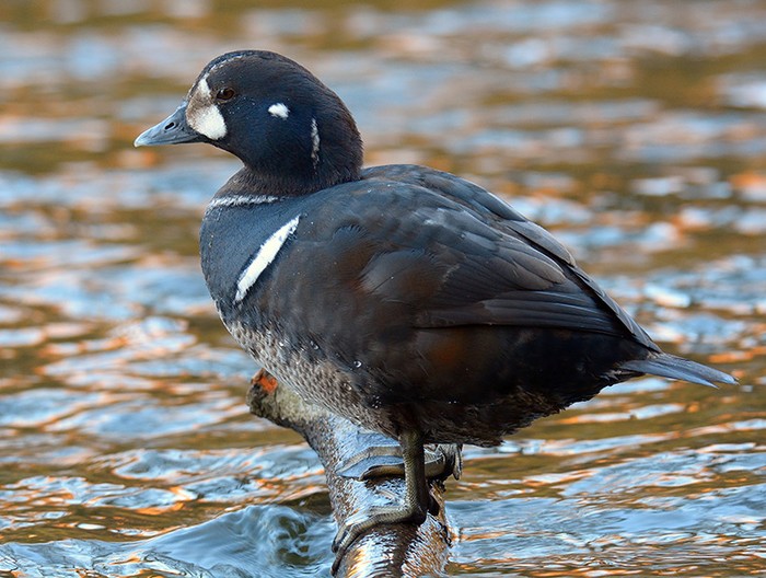 Harlequin Duck