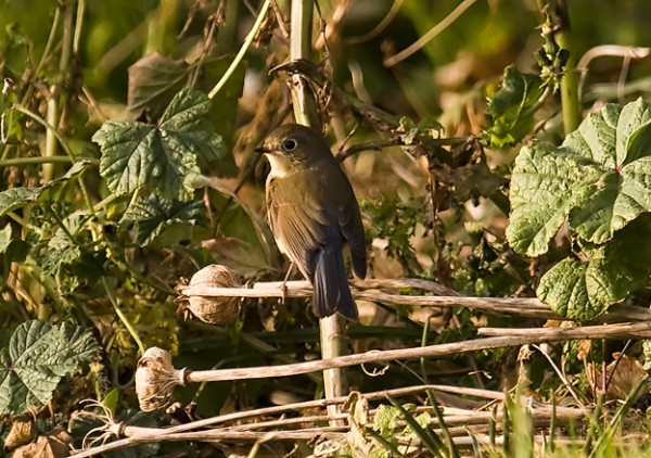 Red-flanked Bluetail
