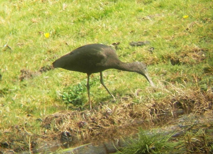Glossy Ibis