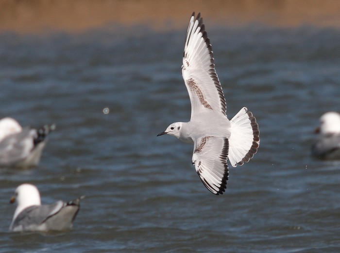 Bonaparte's Gull