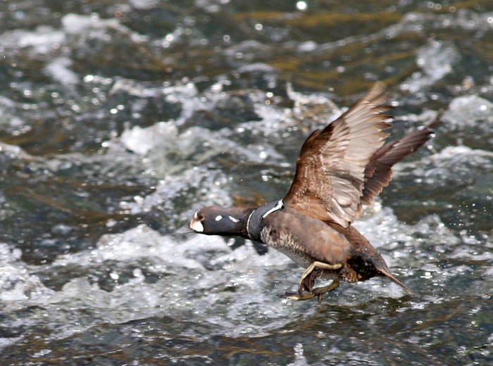 Harlequin Duck