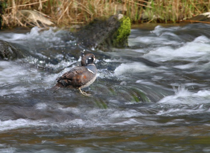 Harlequin Duck