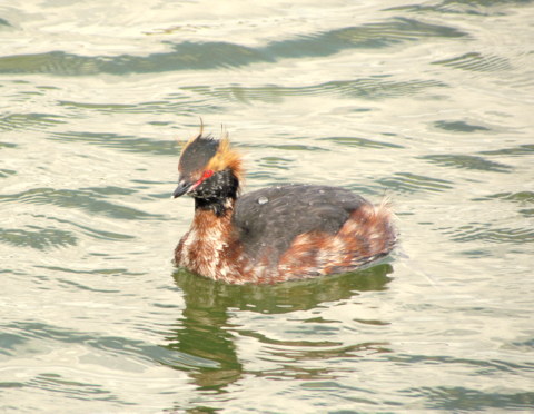 Slavonian Grebe