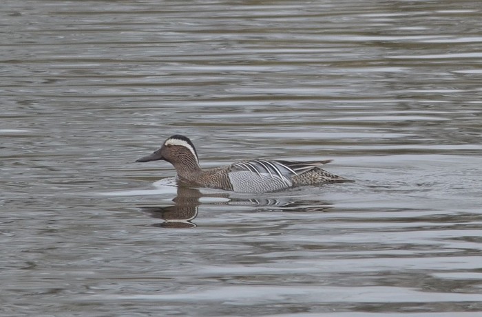 Garganey