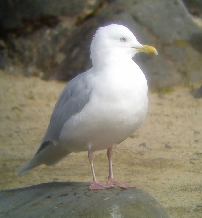 Iceland Gull