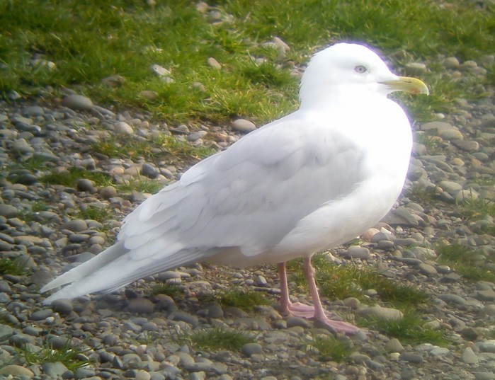Iceland Gull