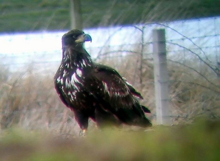 White-tailed Eagle