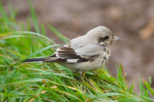 Steppe Grey Shrike
