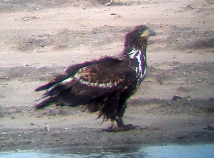 White-tailed Eagle
