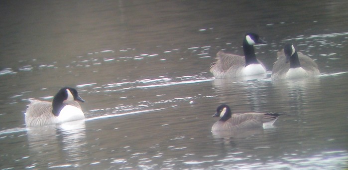 Ridgway's Cackling Goose