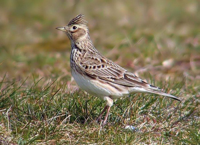 Skylark