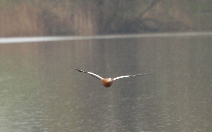 Ruddy Shelduck