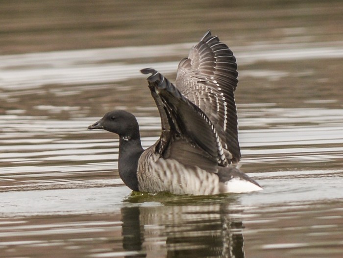 Brent Goose