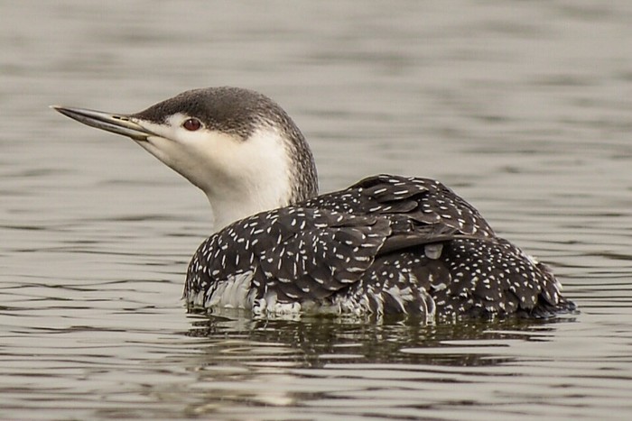 Red-throated Diver