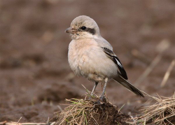 Steppe Grey Shrike
