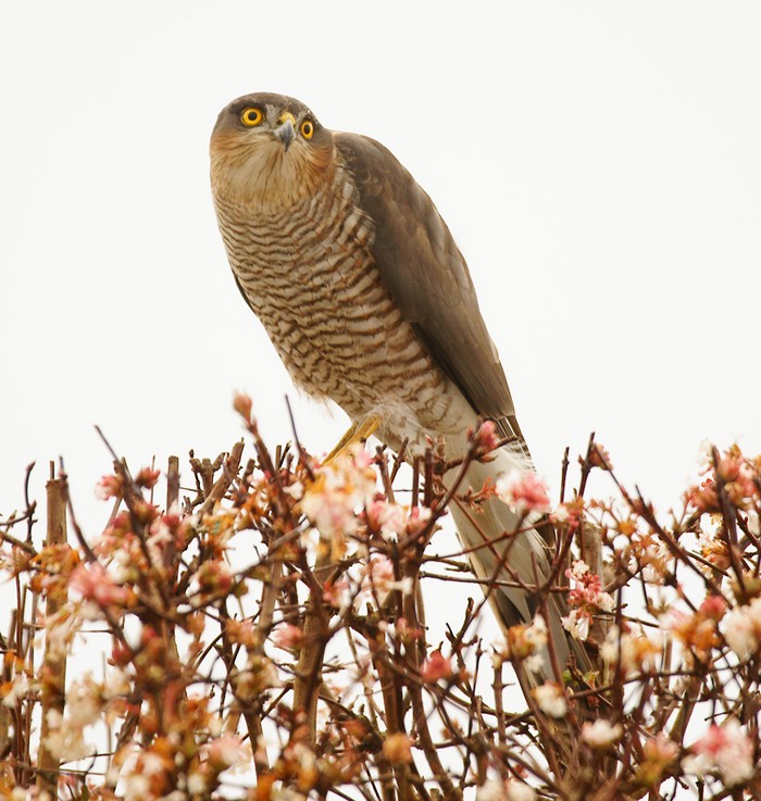 Sparrowhawk
